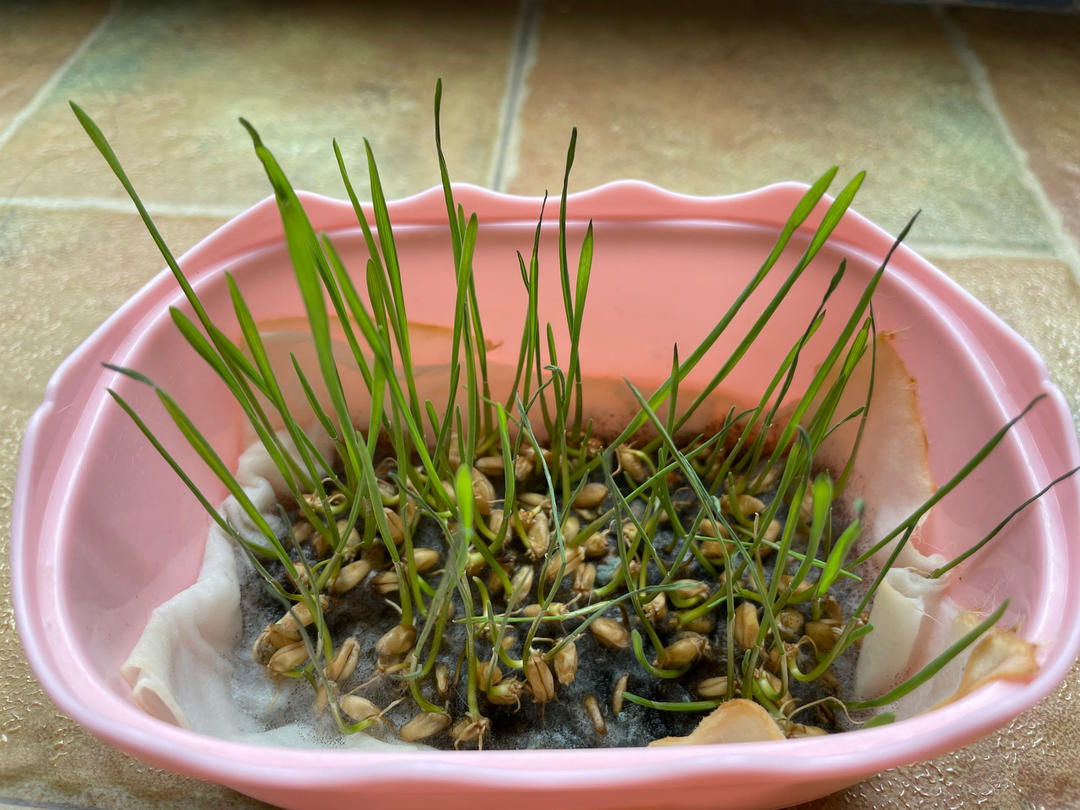 猫草（无土栽培）
