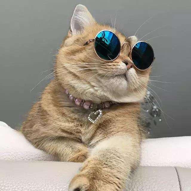 懒猫在广州