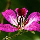 花开紫荆