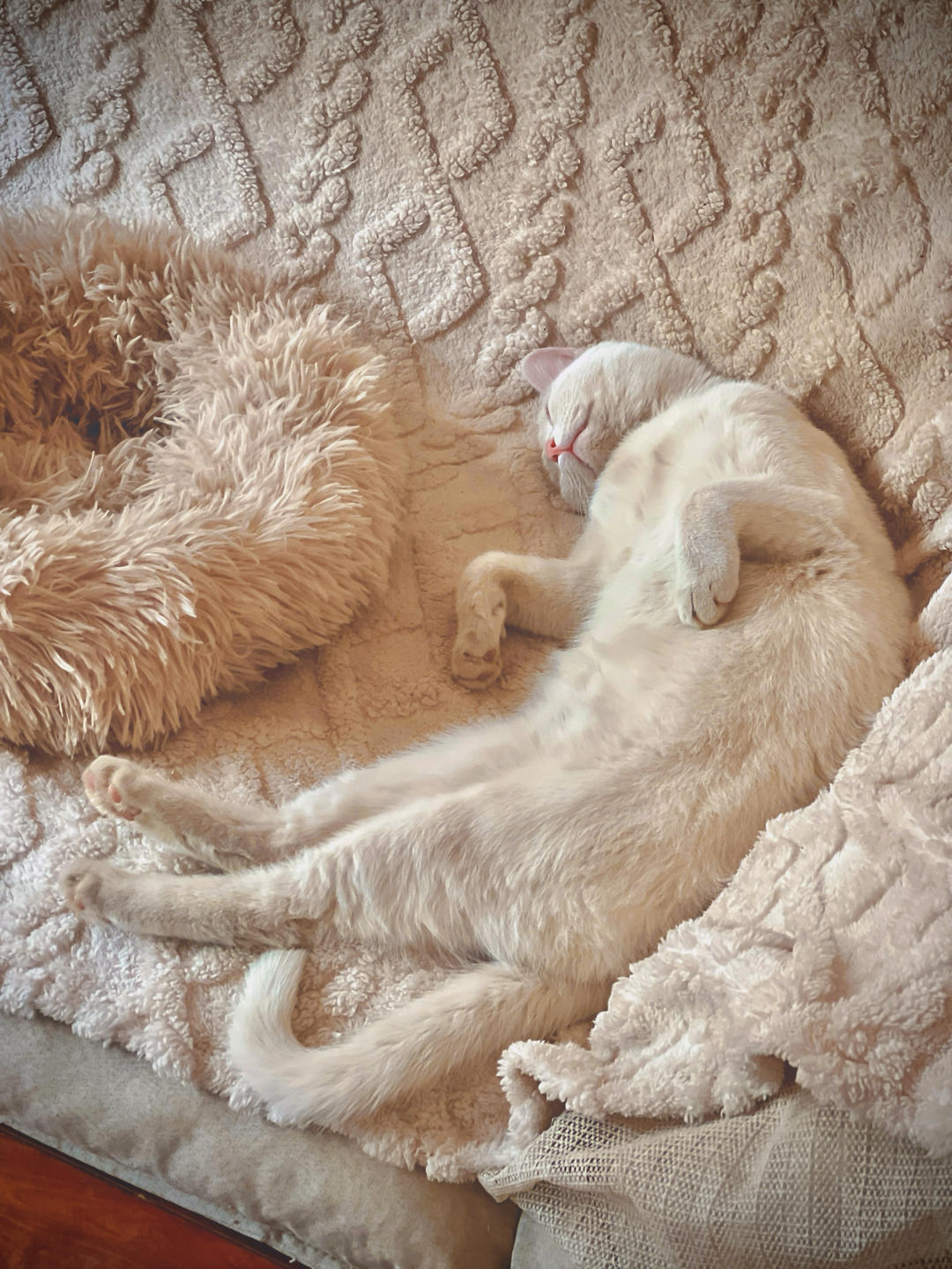 發(fā)面餅的做法 步驟1