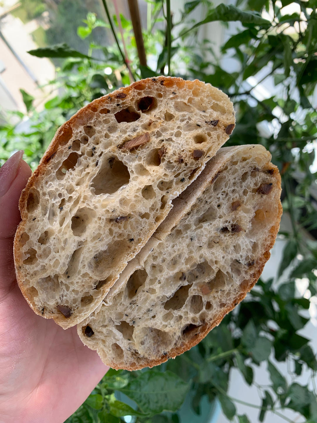 意大利恰巴塔初体验｜无糖少油面包｜波兰种｜大水量