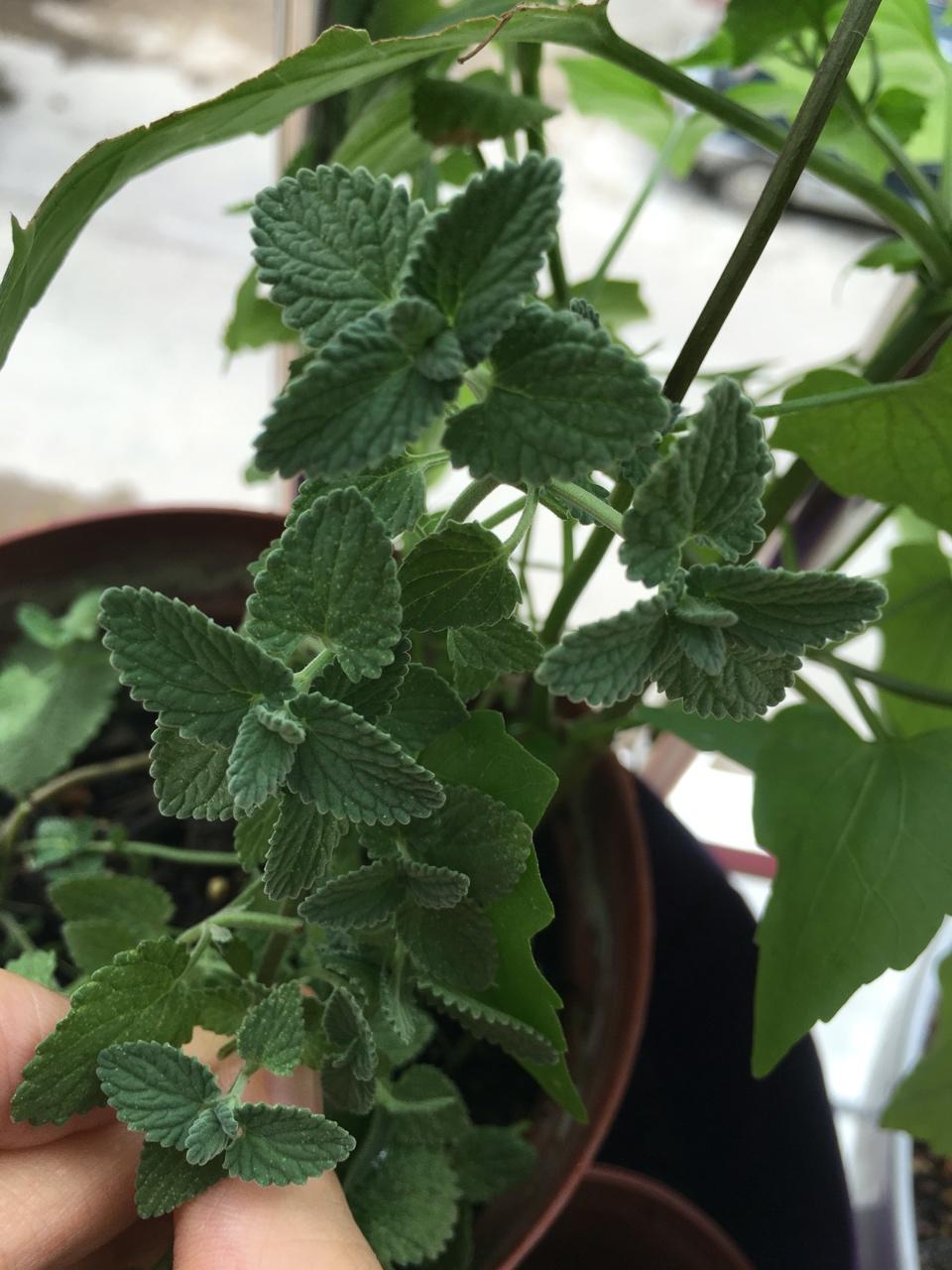 薄荷种植手册，如何把你的薄荷养到爆盆