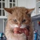 养猴人