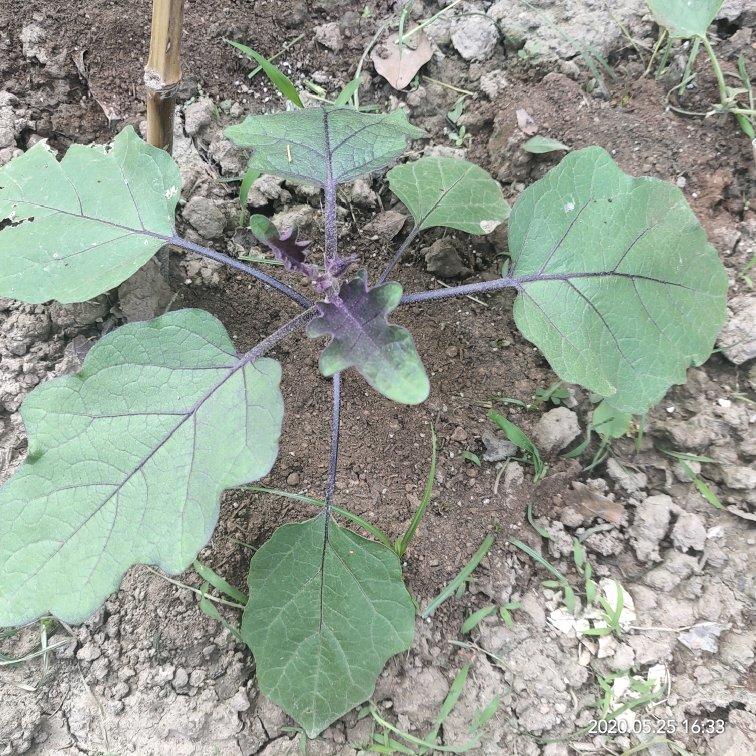 种植小技巧(记录生活记录美)