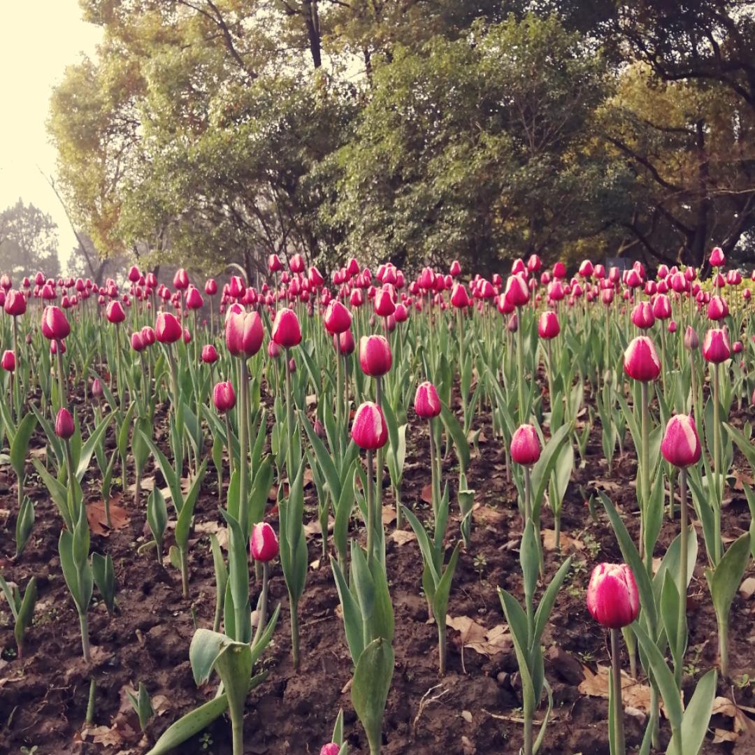 慕笑秦川