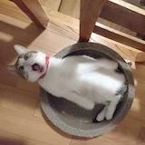 三月的叶子