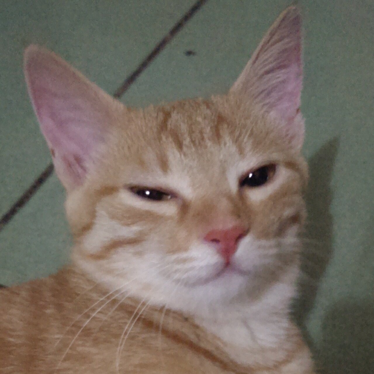 狸喵大人