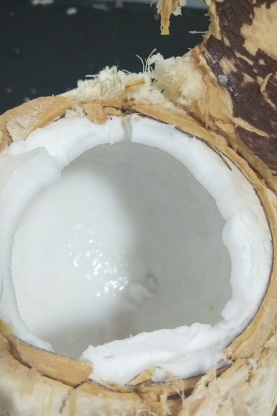 晓霞与花花做的徒手开椰子取椰肉