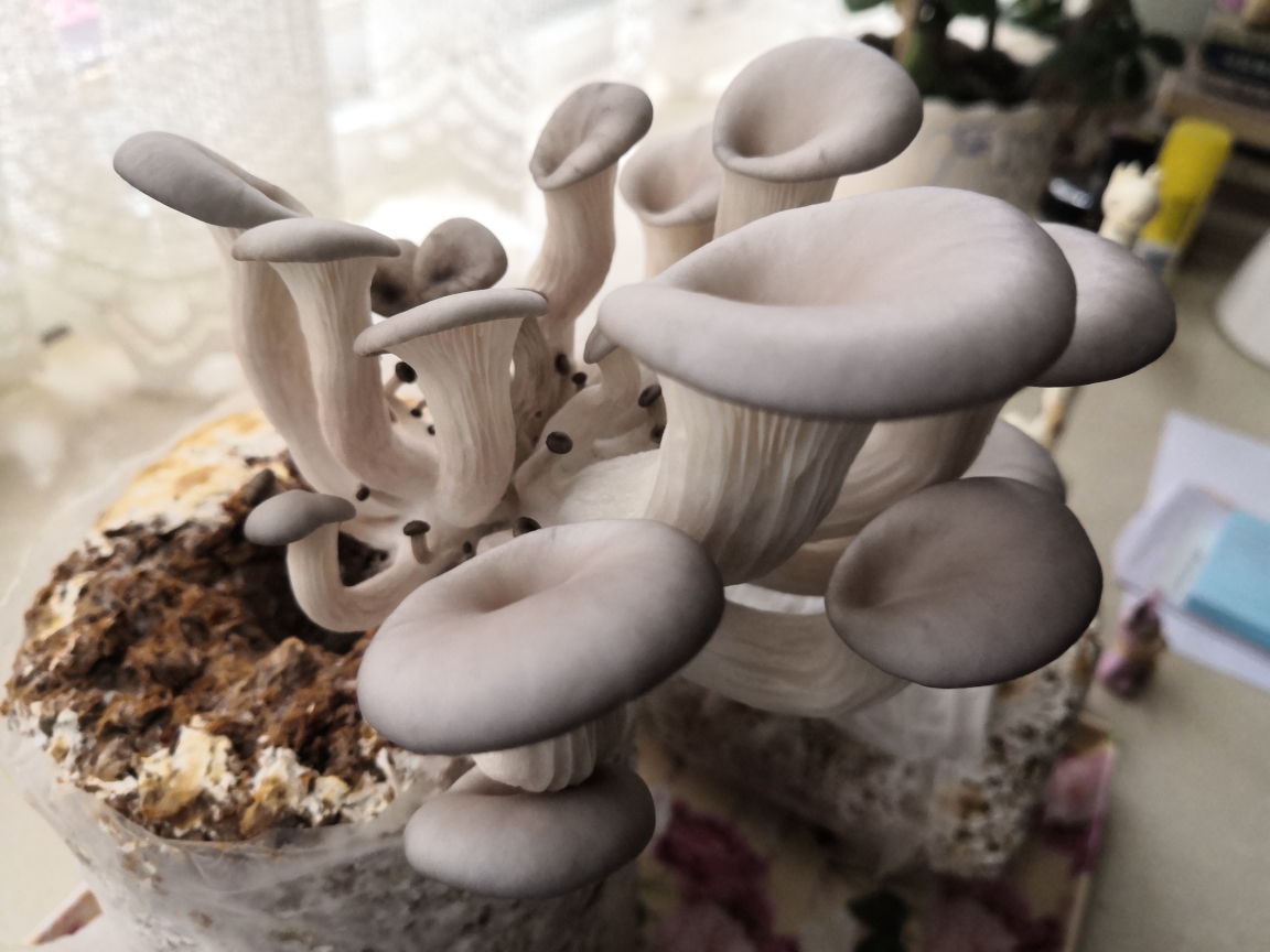 种蘑菇