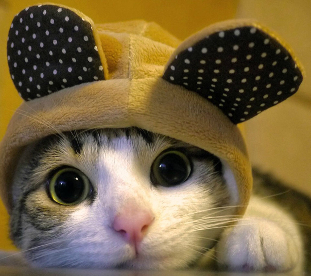 猫猫大魔王