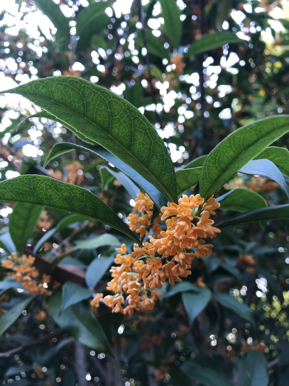 烘焙菜鸟蔚然