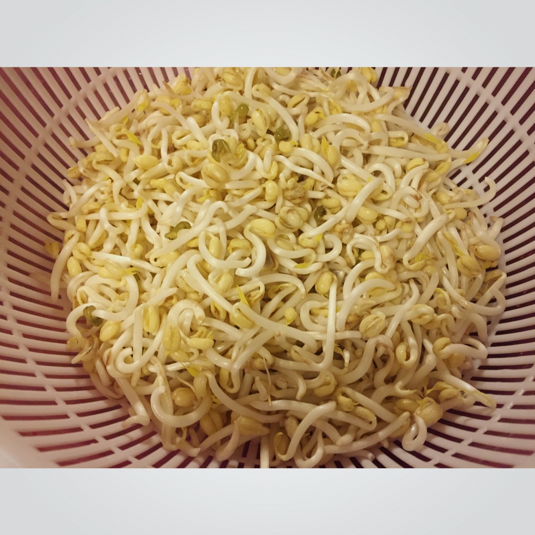 自制豆芽