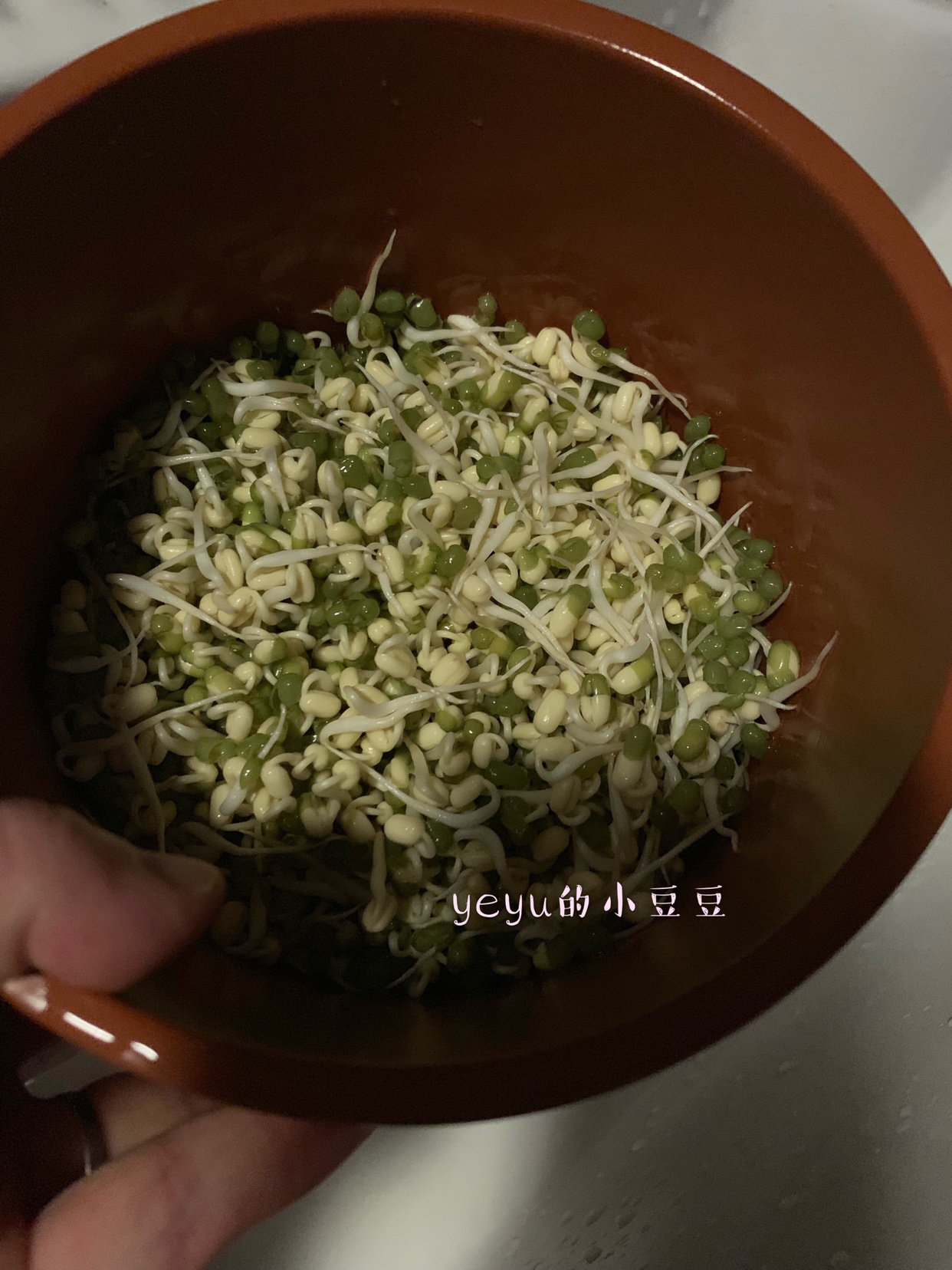 清炒绿豆芽，利用5天时间，把绿豆发成豆芽炒成豆芽菜的做法 步骤2