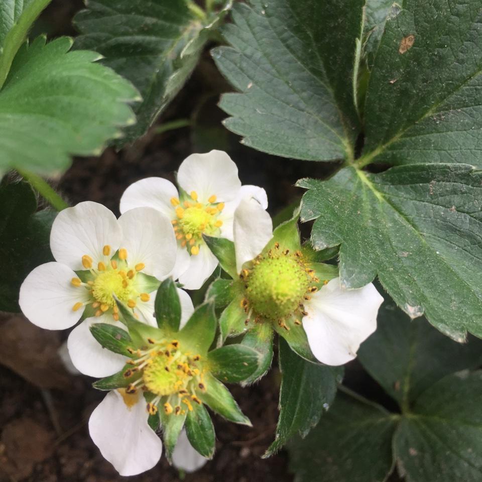 一花一世界