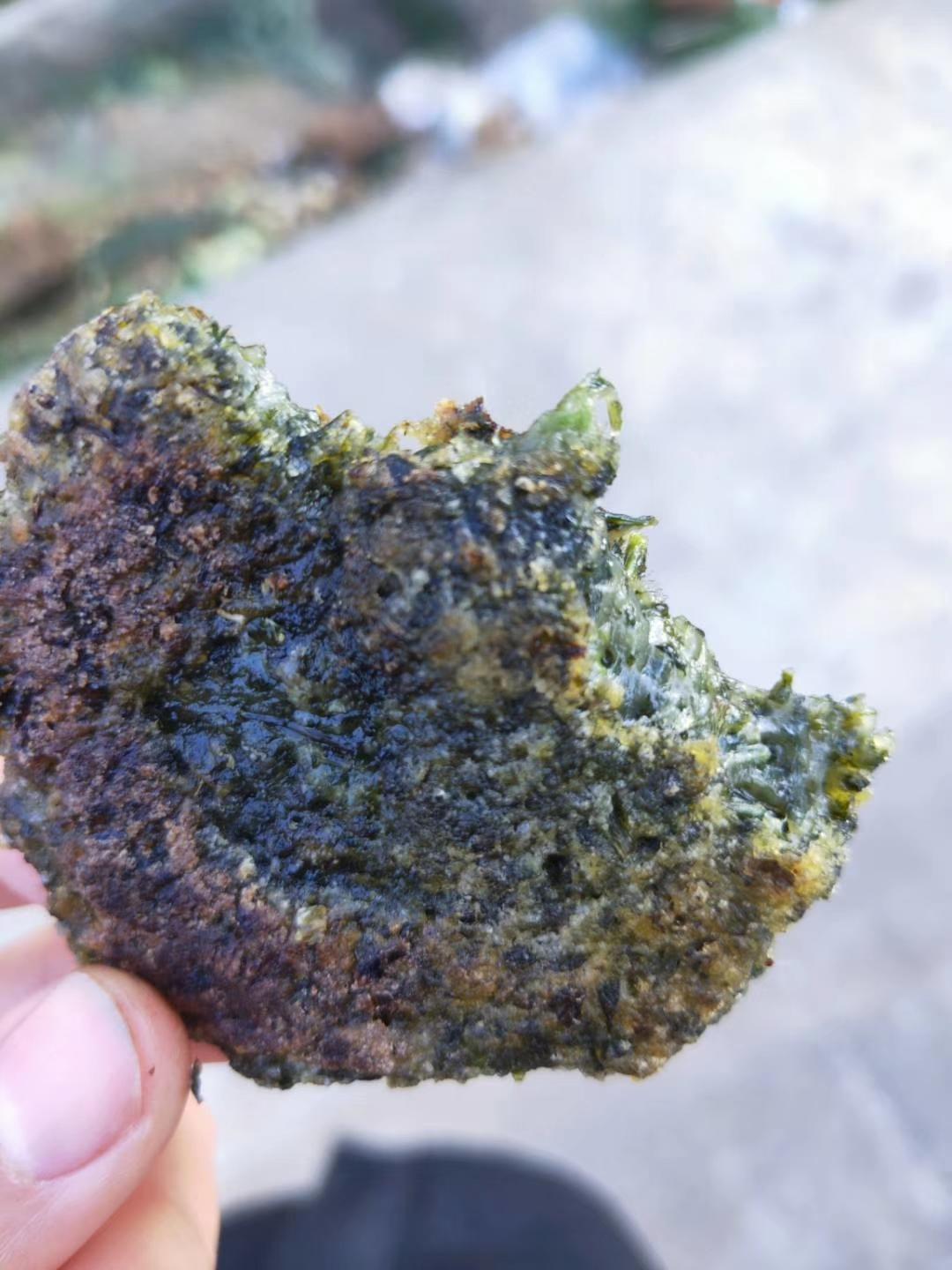 春天的味道：篱蒿粑粑