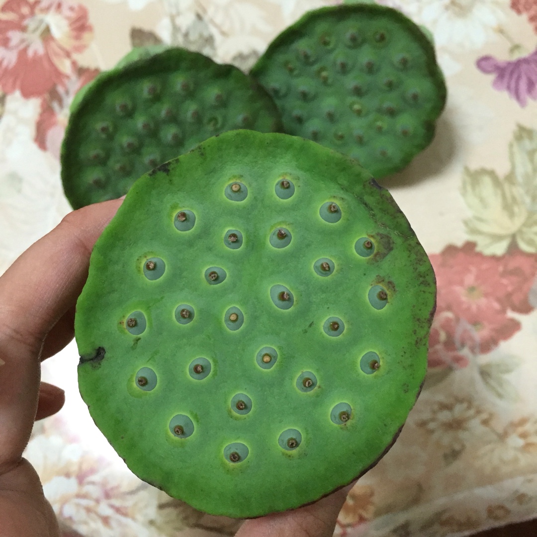 鲜吃莲子