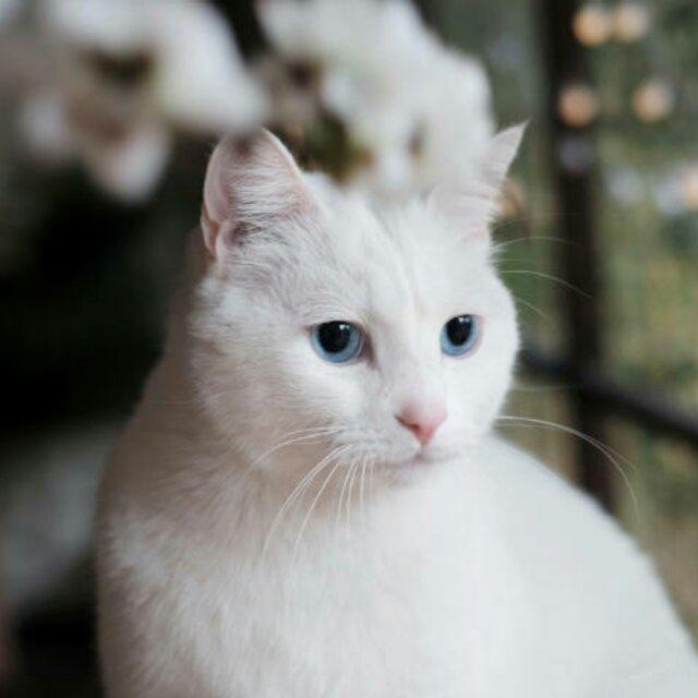 汤小清