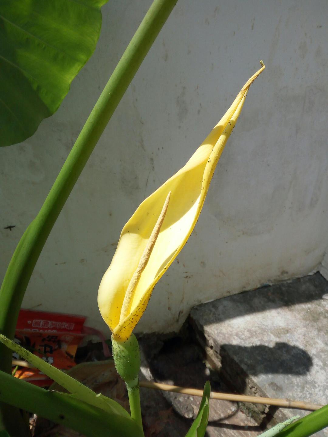我家的“菜篮子”
