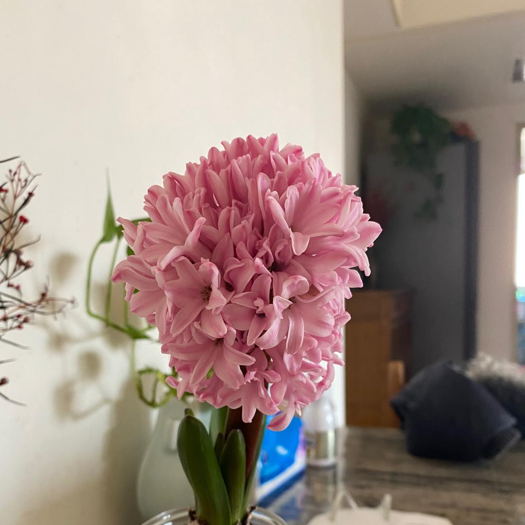 茶茶呢