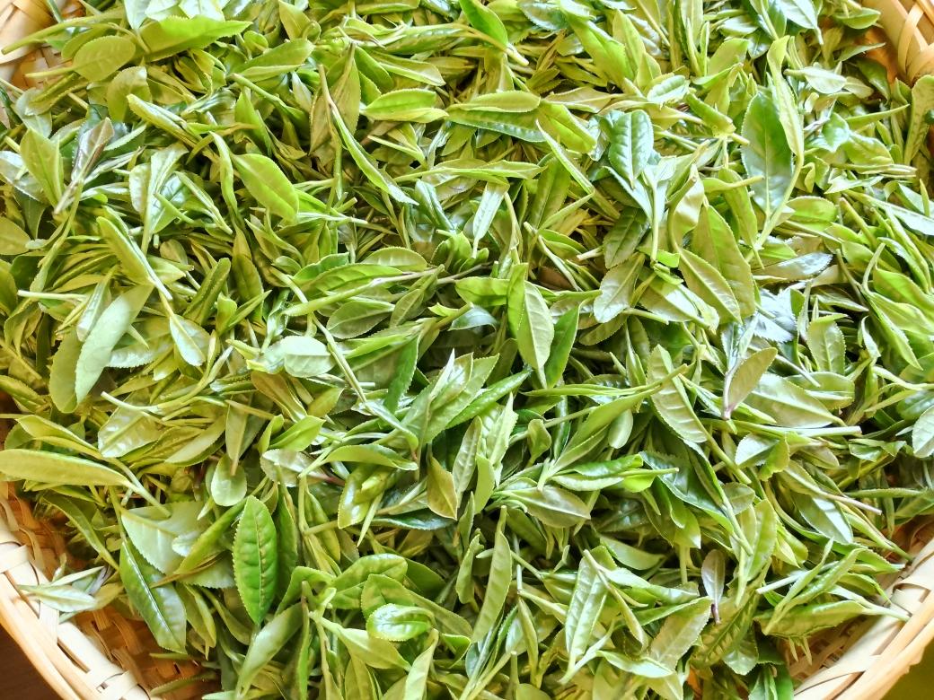普通绿茶的做法