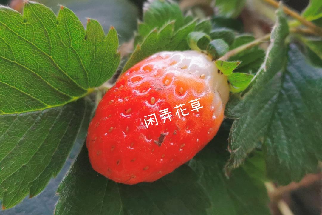 自制草莓酱（孩子爱吃的不得了）