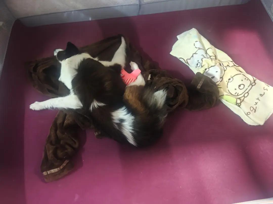 快乐的面包宝贝