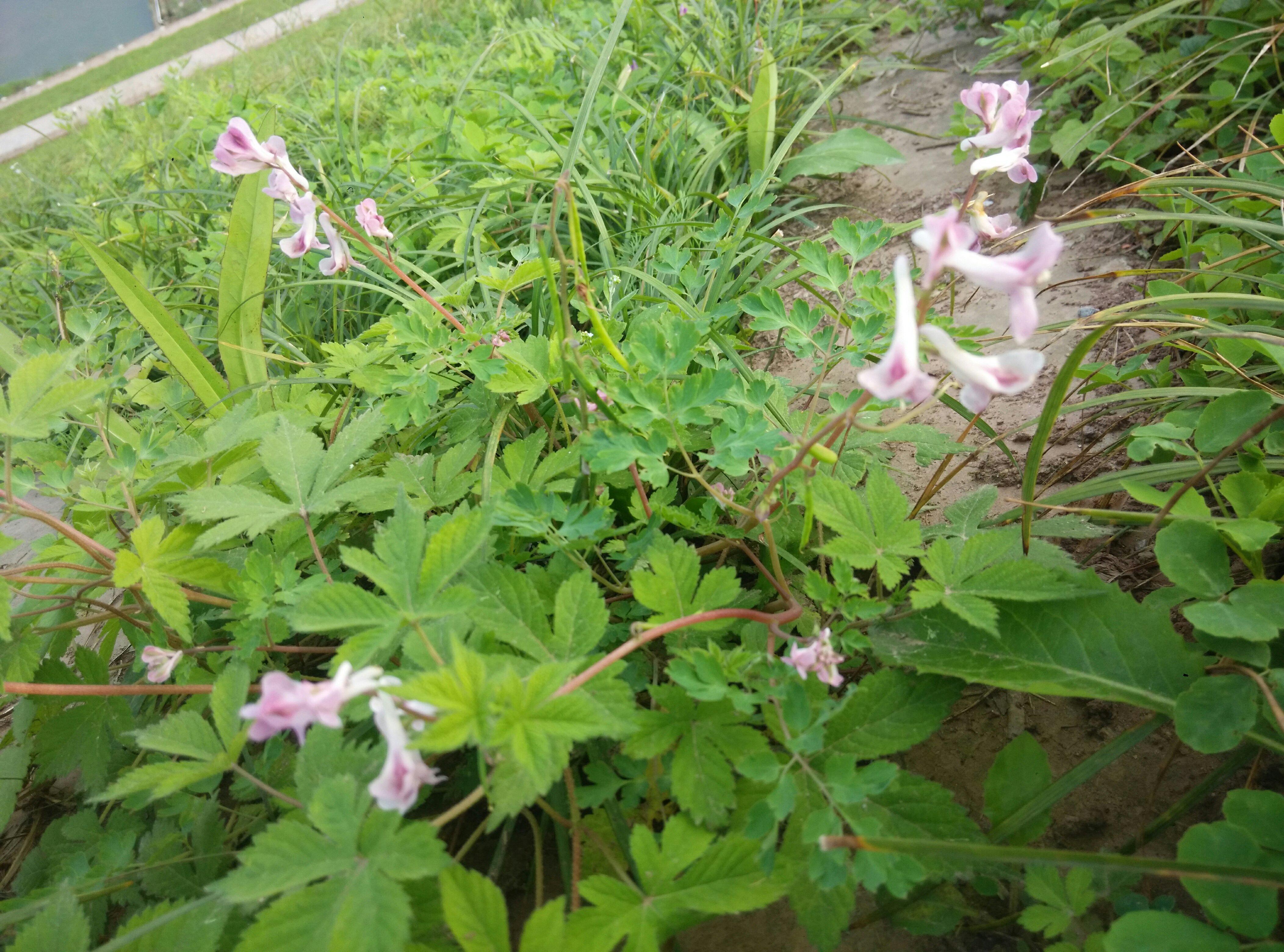 我的📝减脂餐的做法