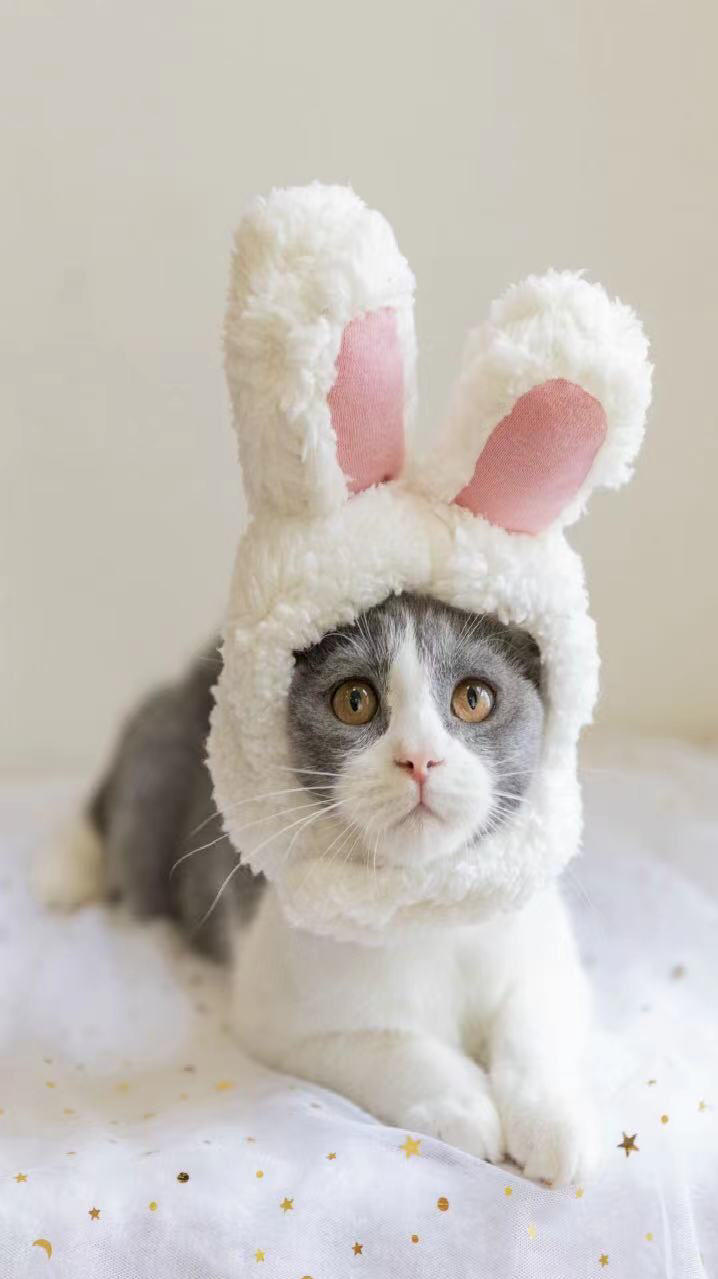 南巷的猫i