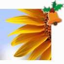 sunflowerxxr