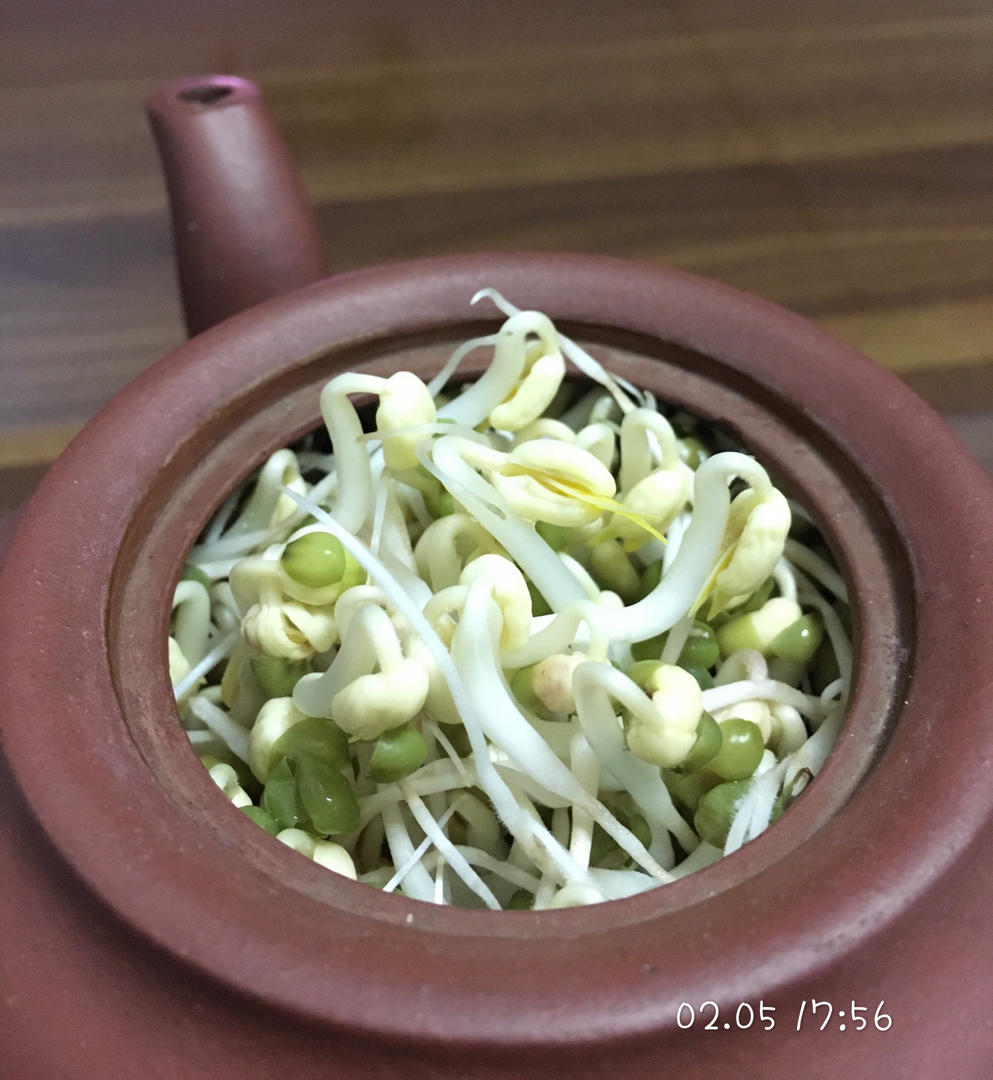 超简单水壶发豆芽