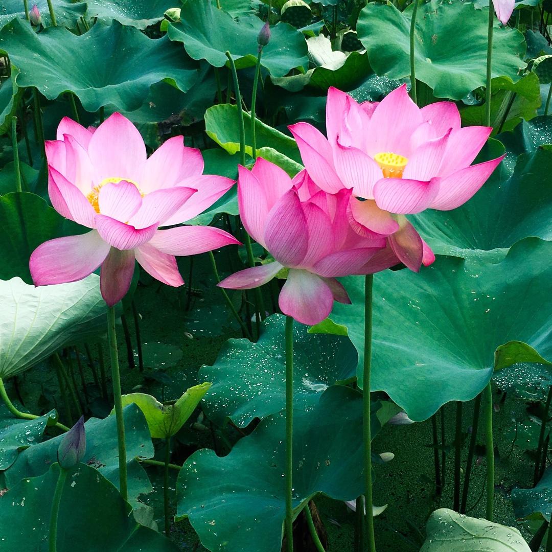 小白小白却道天凉