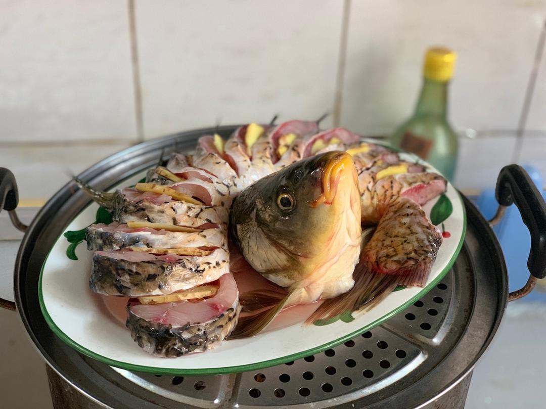 富贵开屏鱼