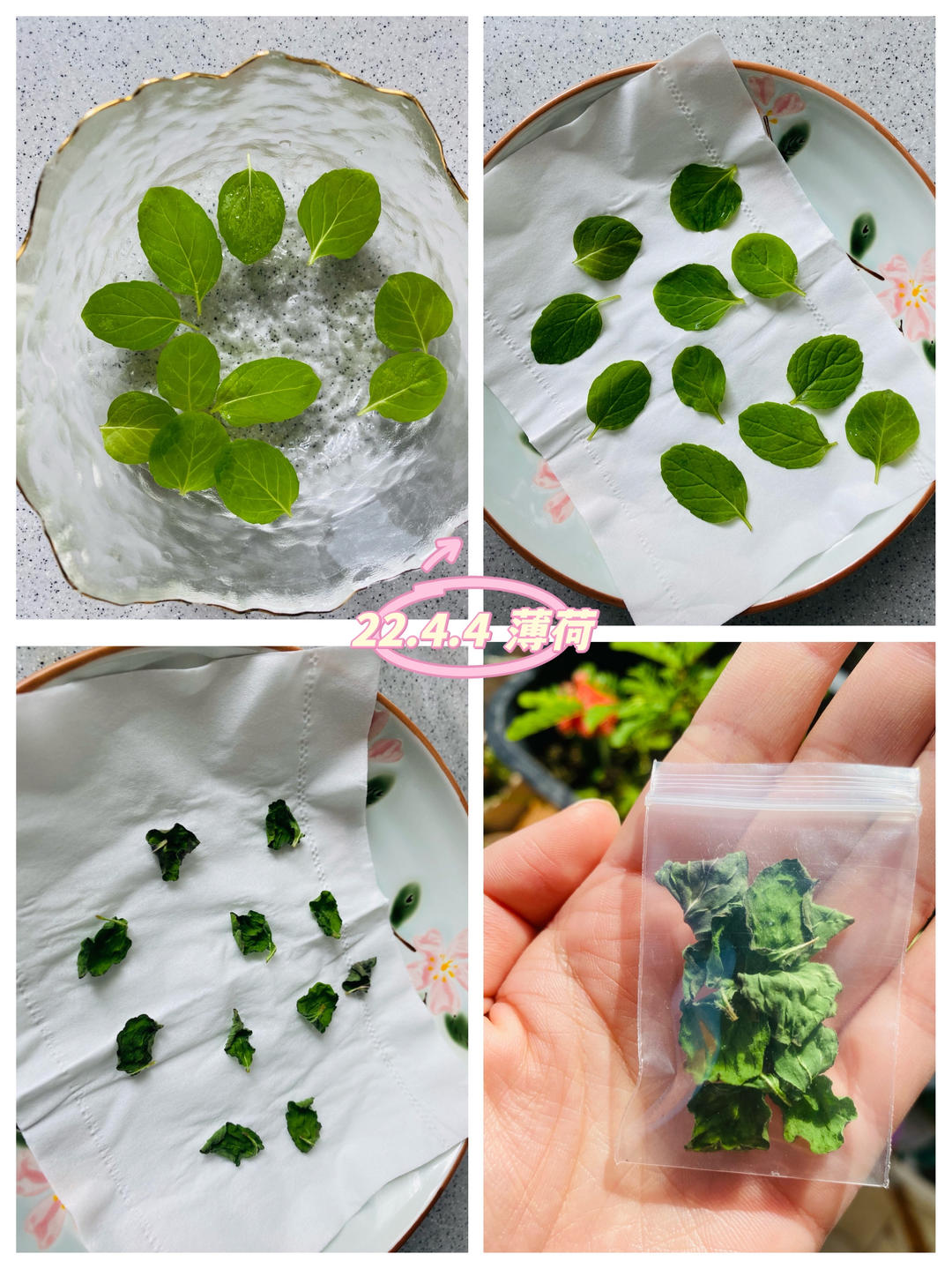 薄荷泛滥？学习保存起来做薄荷茶｜薄荷精