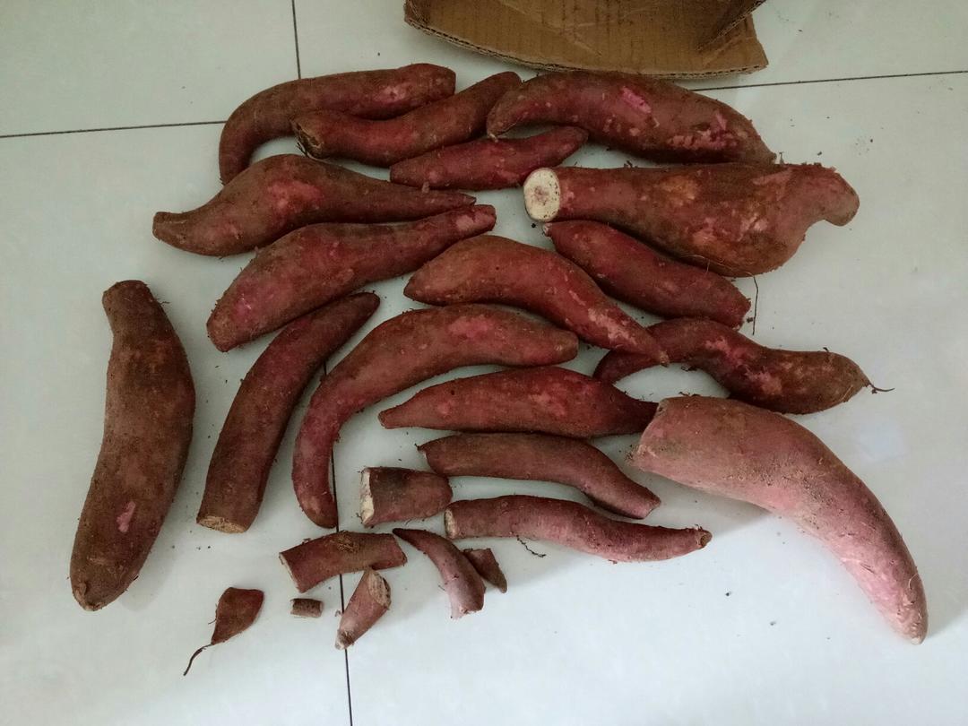 大-松子的评价图片