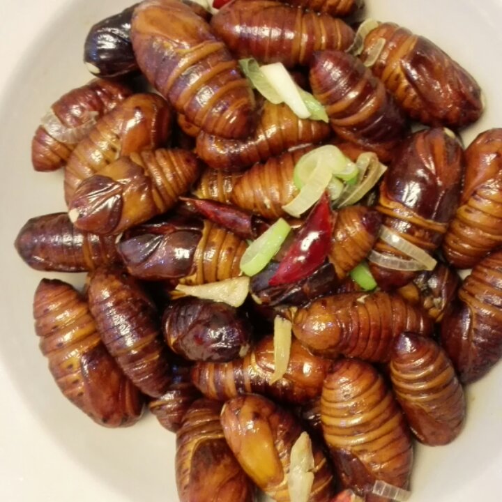 手机用户7690_u8vx做的家常炒茧蛹