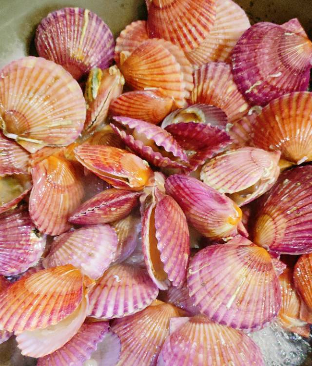 「煮扇贝」好吃有技巧🤙🤙🤙