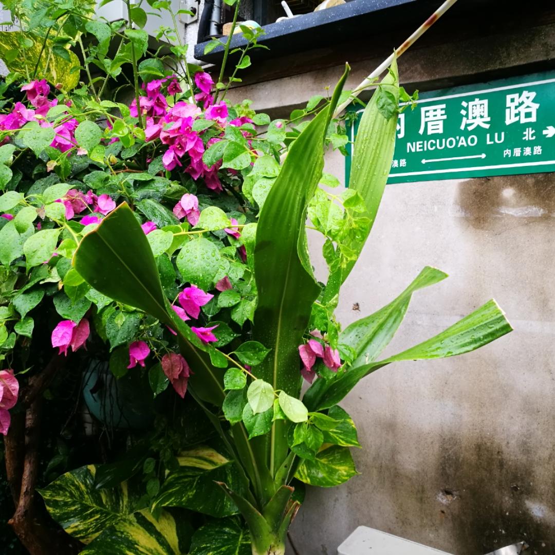 小小艳的大房子