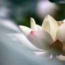 手机用户1092_ou1g