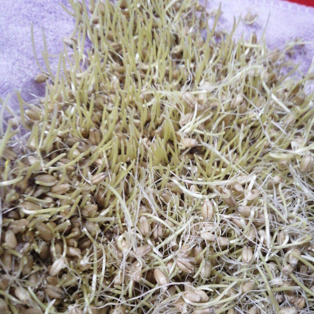 自制麦芽糖