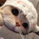 嘤嘤怪呼啦呼啦