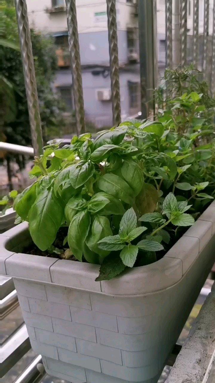 核桃香蕉奶油-《日本专卖店的话题贝果》