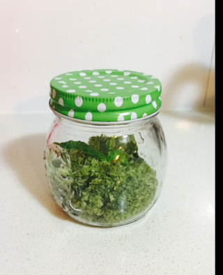 简简单单薄荷糖