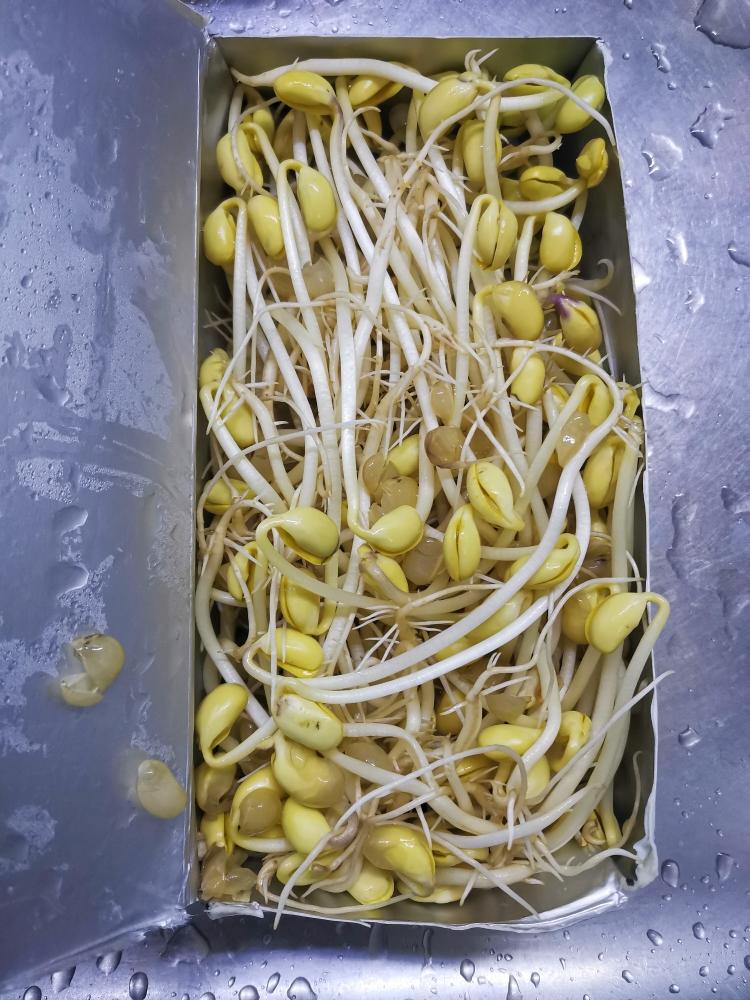 零失败懒人自发豆芽(居家自救菜)的做法
