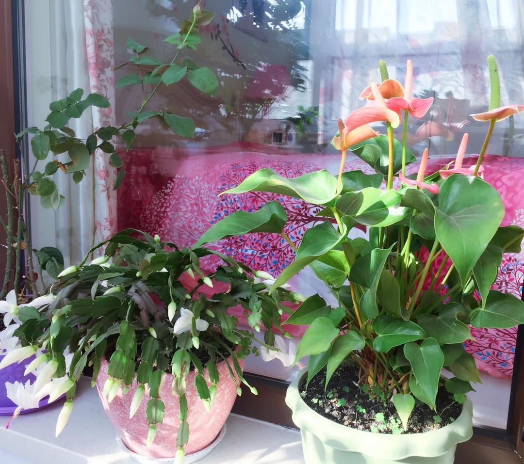 花草间