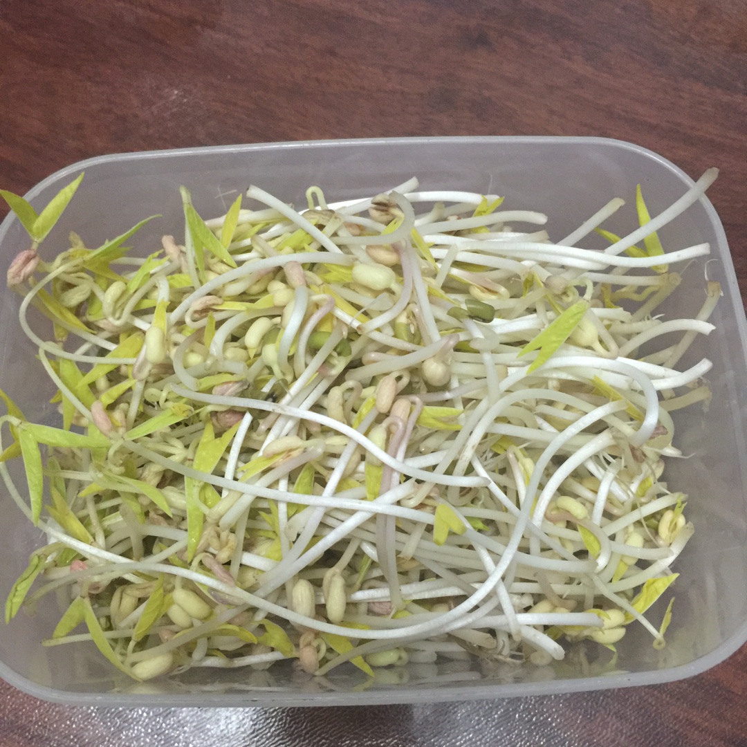 自发豆芽（可乐瓶发豆芽0失败！）