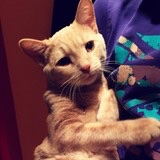 mimimeow