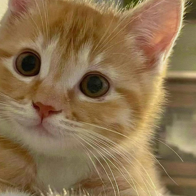 _超爱喝养乐多的琳达