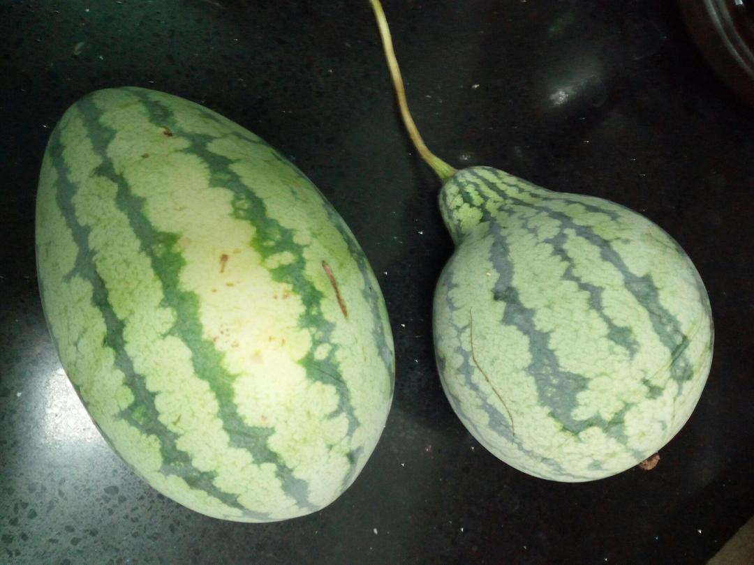 我家的“菜篮子”