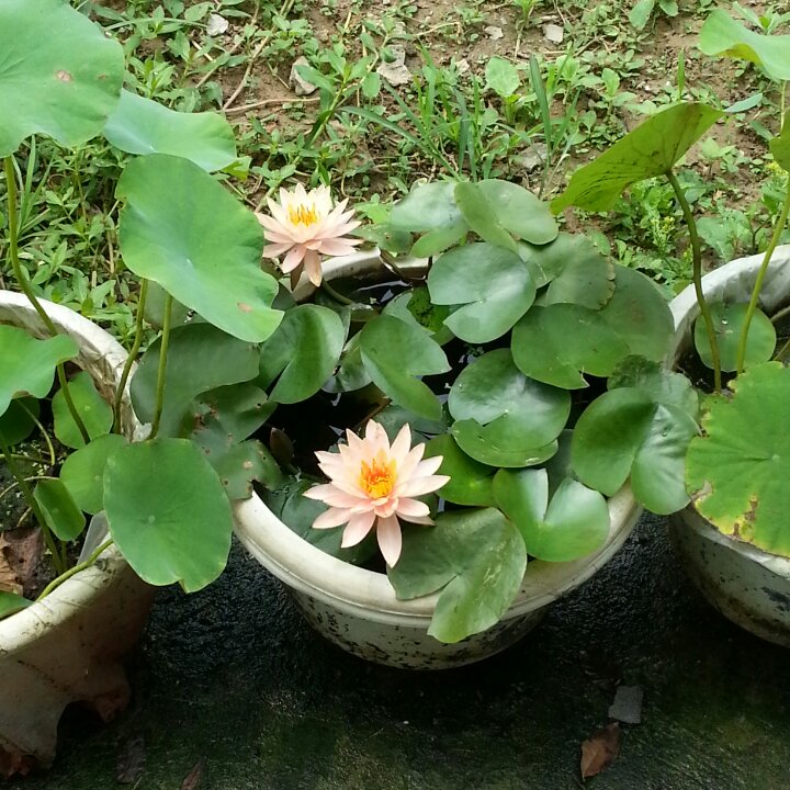 我的那些花花草草