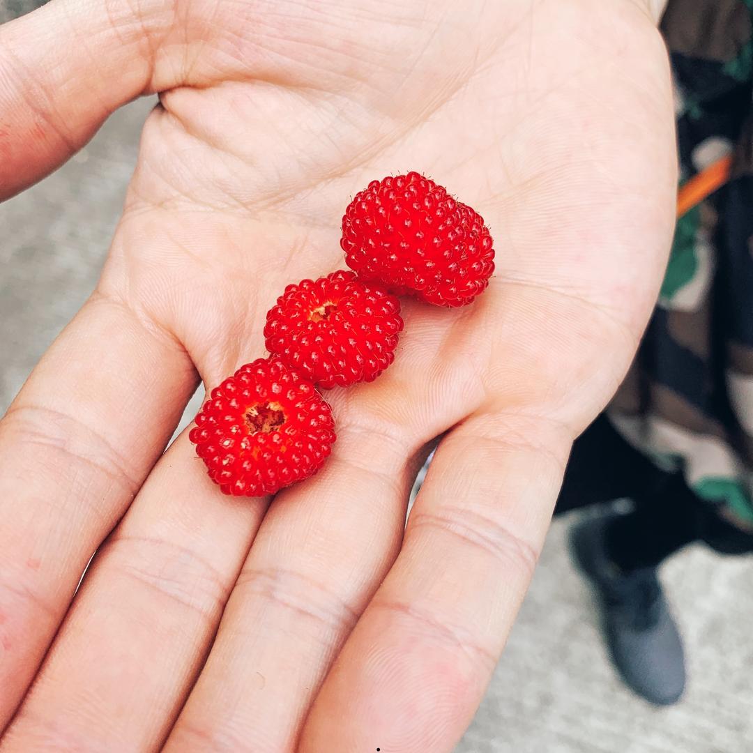 家有小大王一籽一果